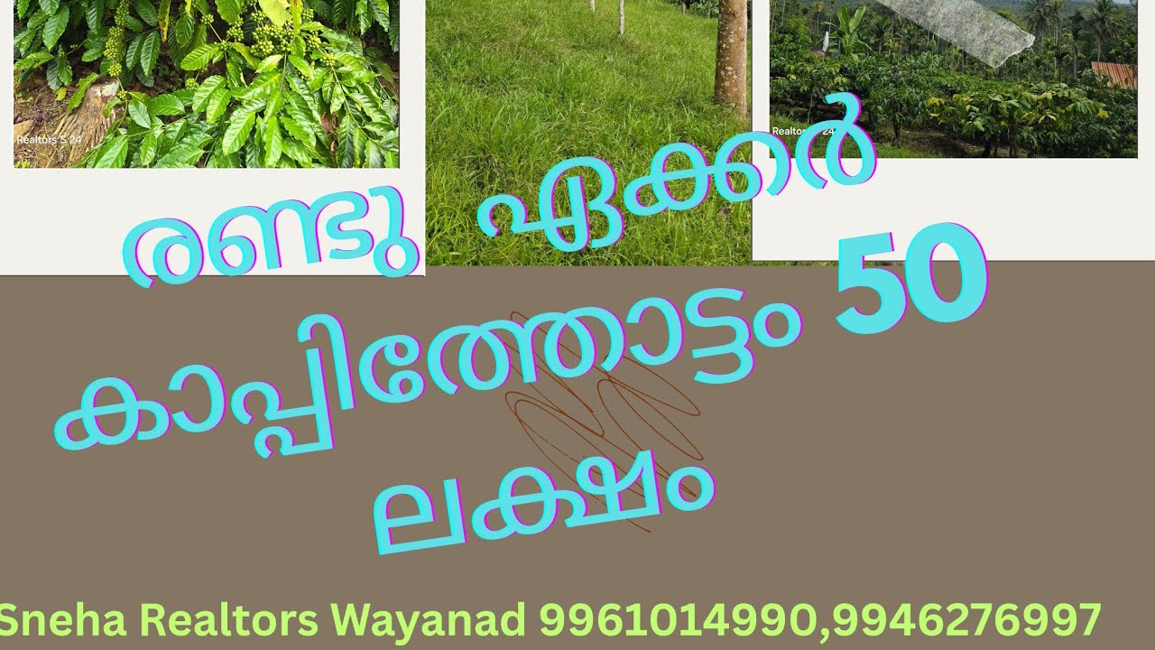 2 acre coffee land for sale 50 lakhs only, #coffeeland #Homestayland #investmentoportunity #lowprice
