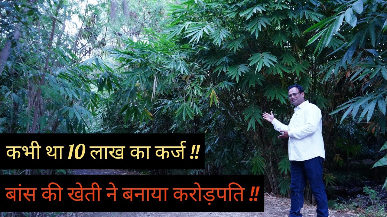 Bamboo Farming ने बनाया करोड़पति || कभी था 10 लाख का कर्ज || Successful Farmer || Hello Kisaan