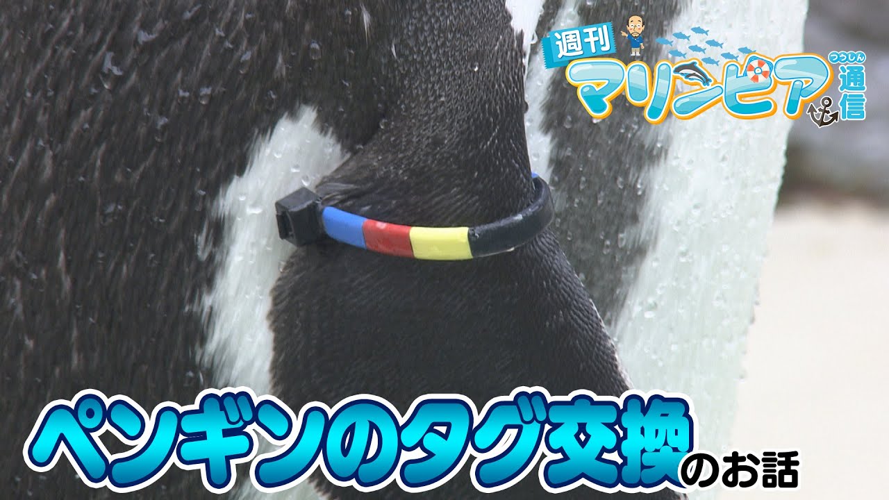 週刊マリンピア通信　＃188 ペンギンのタグ交換