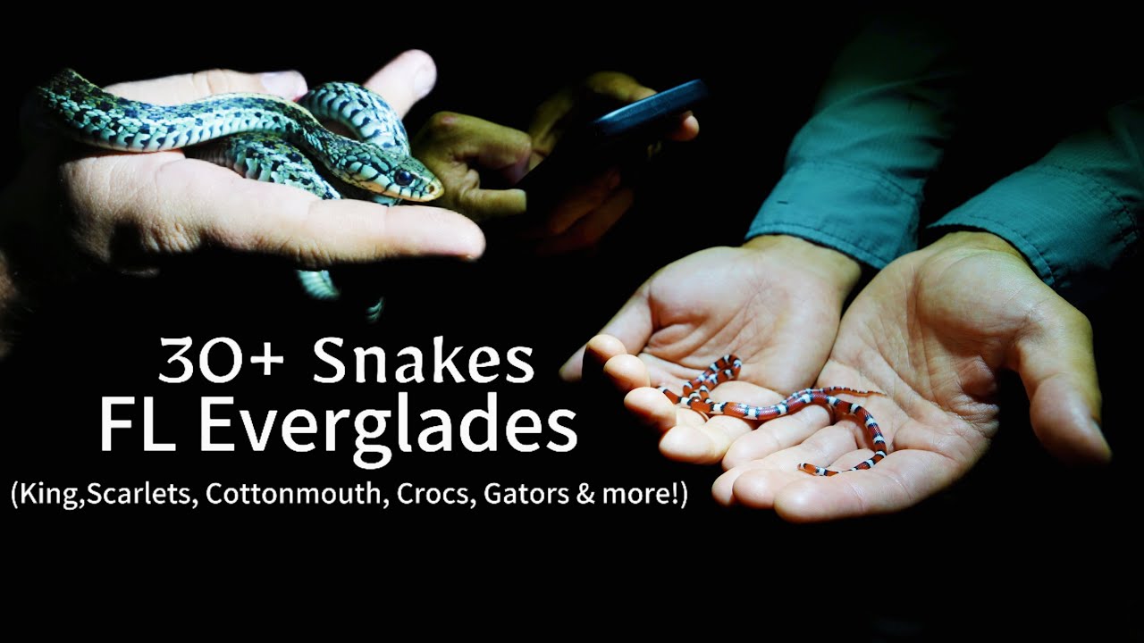 Insane night herping FL Everglades! Over 30 snakes and multiple species found. #wildlife #reptiles