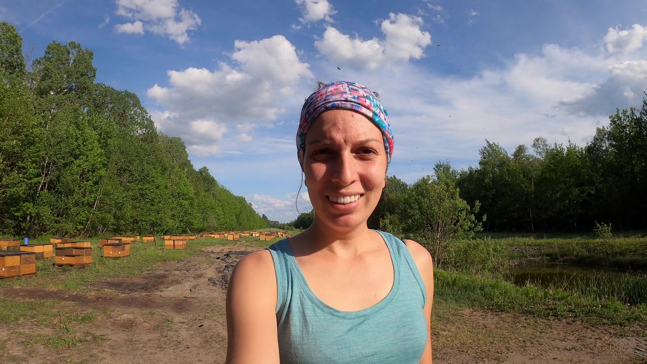 5 ET 7 JUIN 2020 - Transhumance des ruches, le transport vers la pollinisation du bleuet sauvage