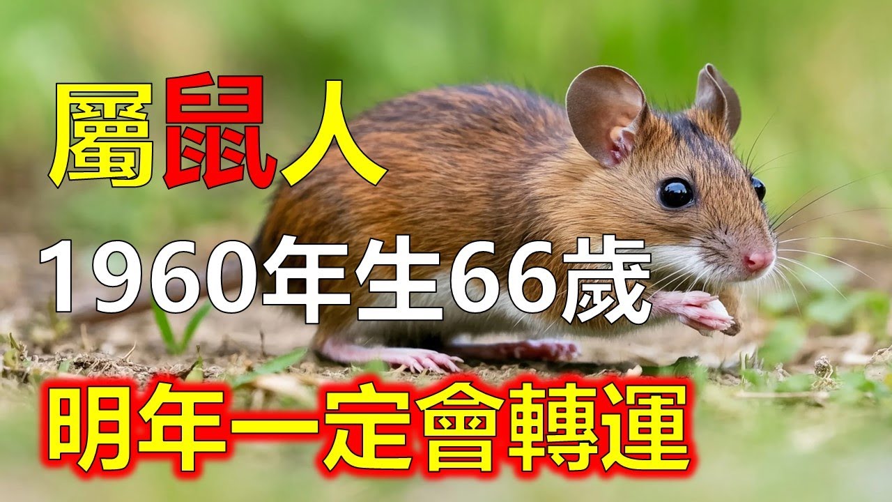 庚子鼠與「變化」的緣：越能適應，越能發財。屬鼠人反應快、觀察準，是變局中的贏家。命理「水主流通」，代表靈活致勝。66歲之後，越能順勢而變，運越旺#屬鼠#生肖鼠 #1960 鼠