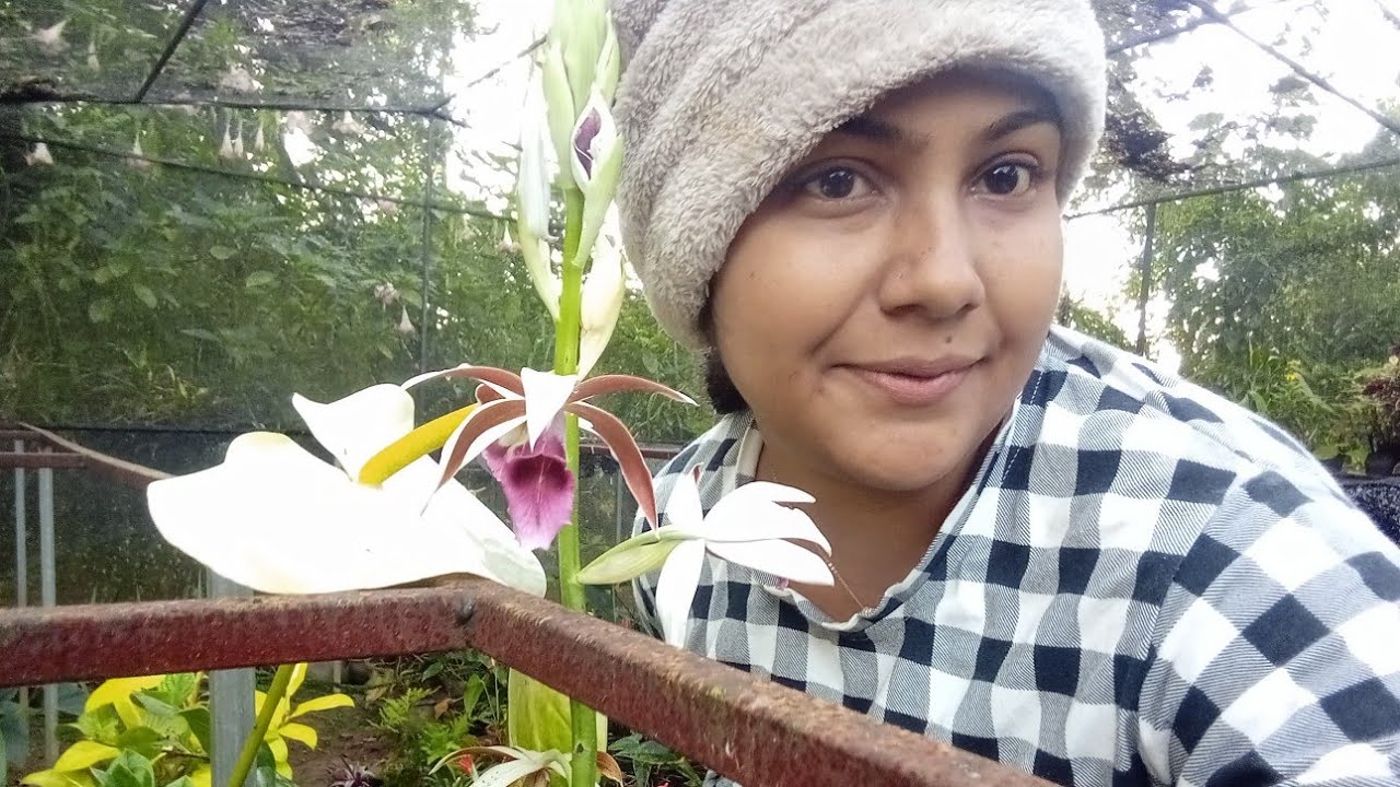 ගොඩක් දවසකින් ආවේ හොදේ.#flowers #gardenplants #plants#floweringplants #indoorplants#outdoorplants  