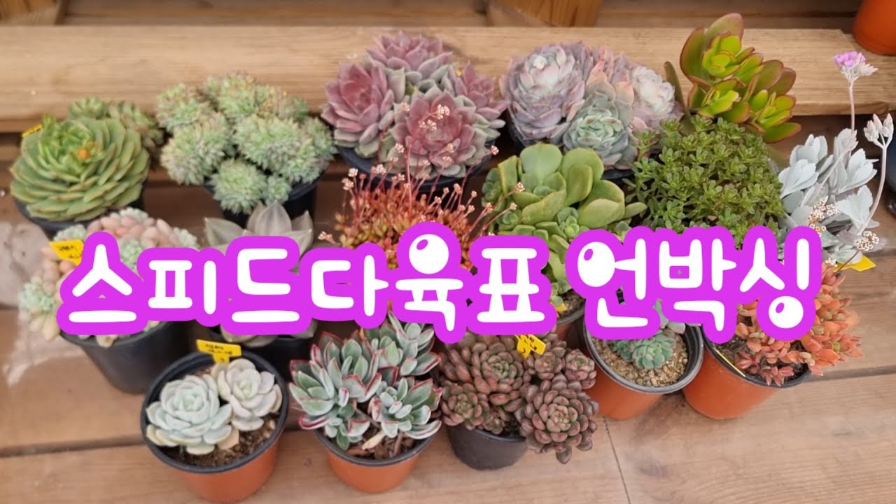 26.3.2 🌵스피드다육에서 온 다육이들 언박싱해요🌵 #스피드다육 010-5248-5955 