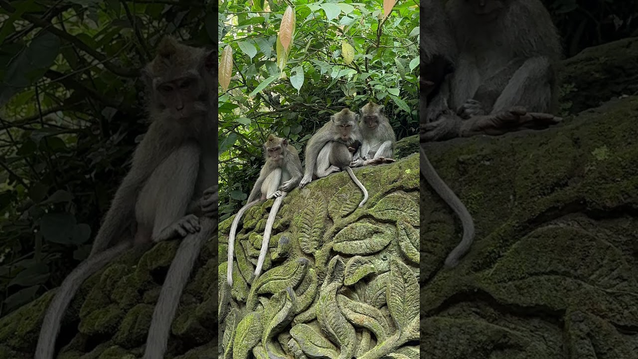 Monkey Forest Bali