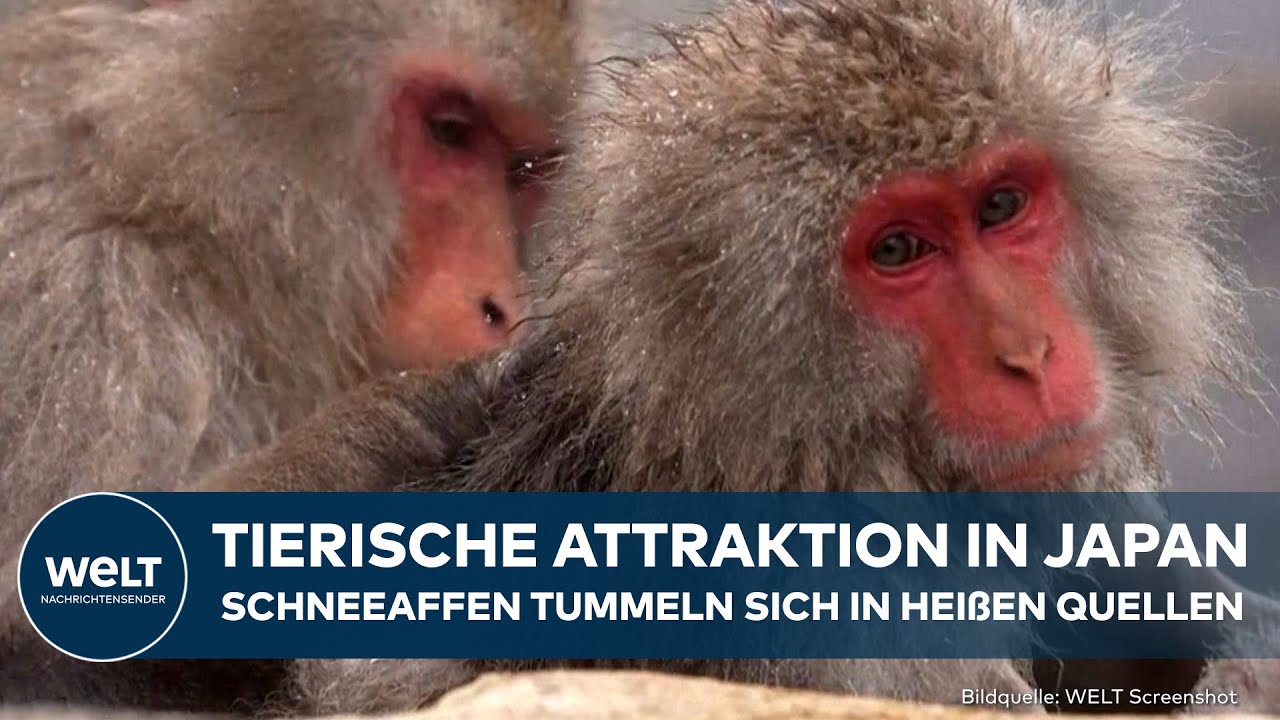 JAPAN: Highlight f&uuml;r Touristen! Schneeaffen w&auml;rmen sich in warmen Quellen auf