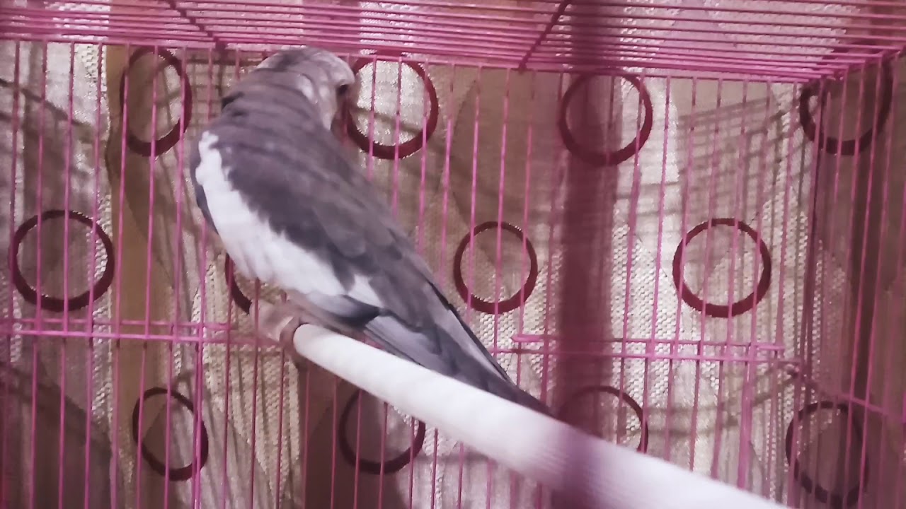 Whiteface Cockatiel singing