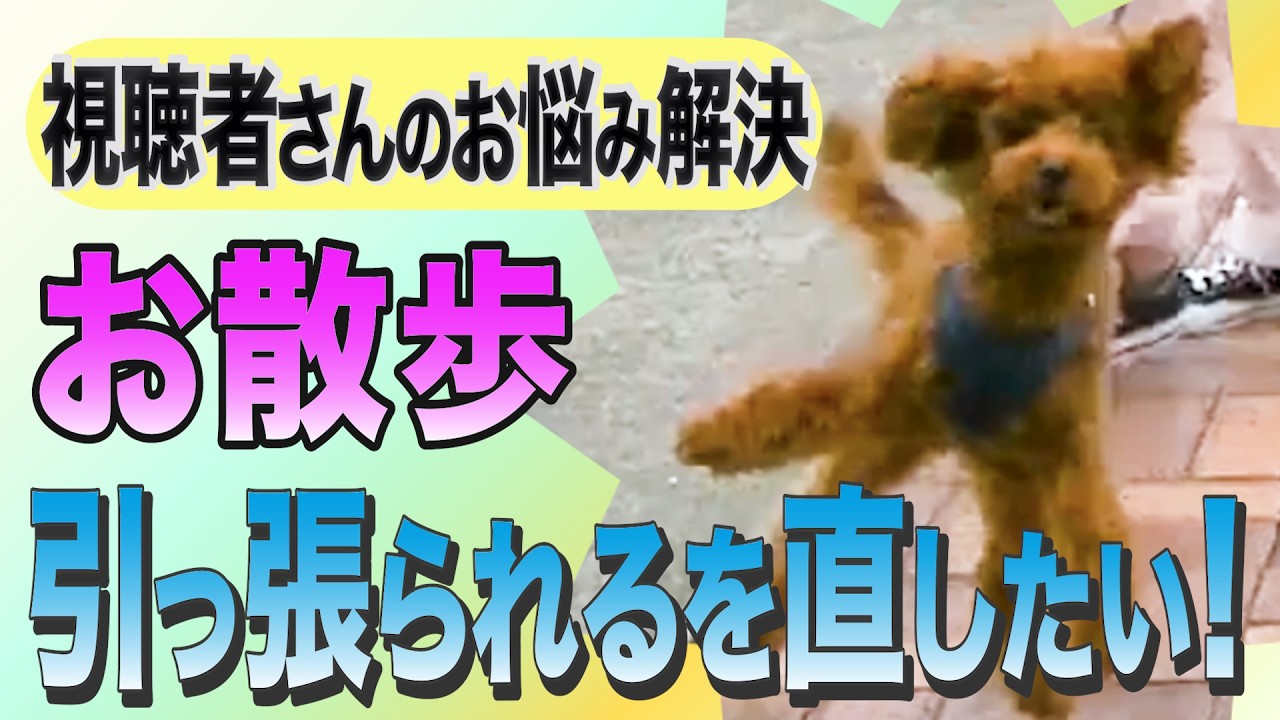 視聴者さんの愛犬、トイプードルのお散歩1回で改善♪