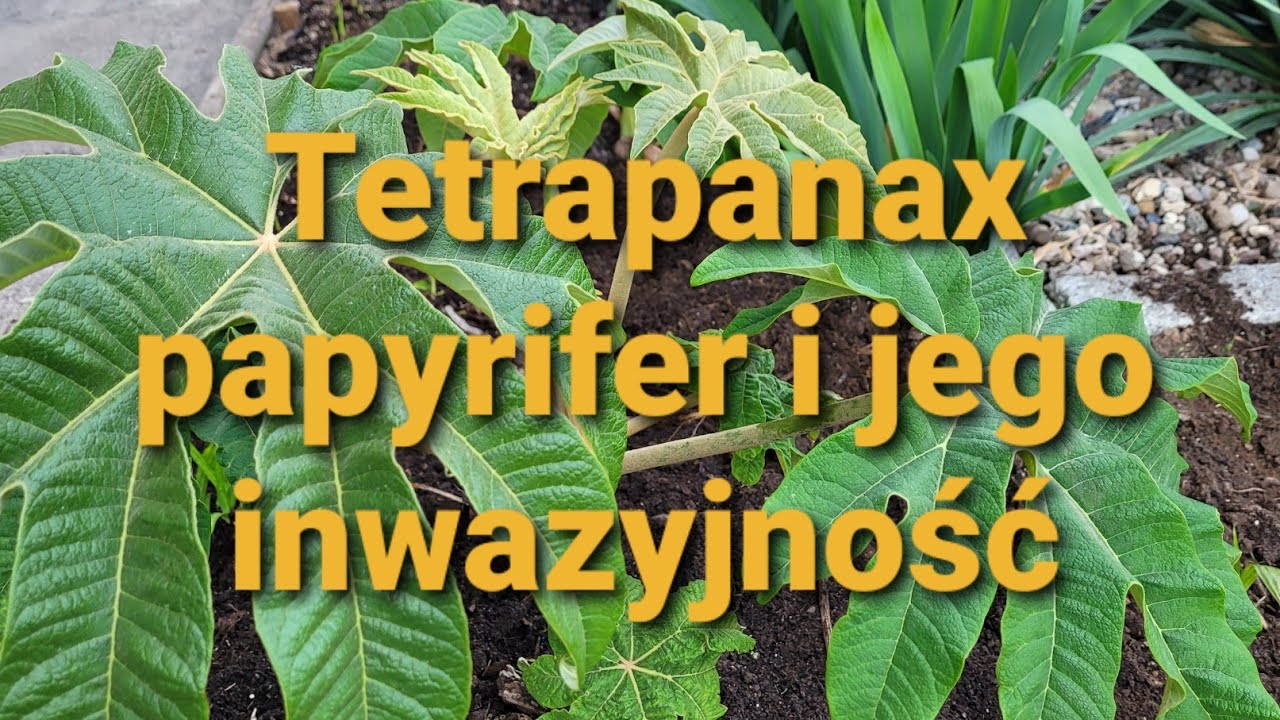 510#. Tetrapanax papyrifer i jego inwazyjność.