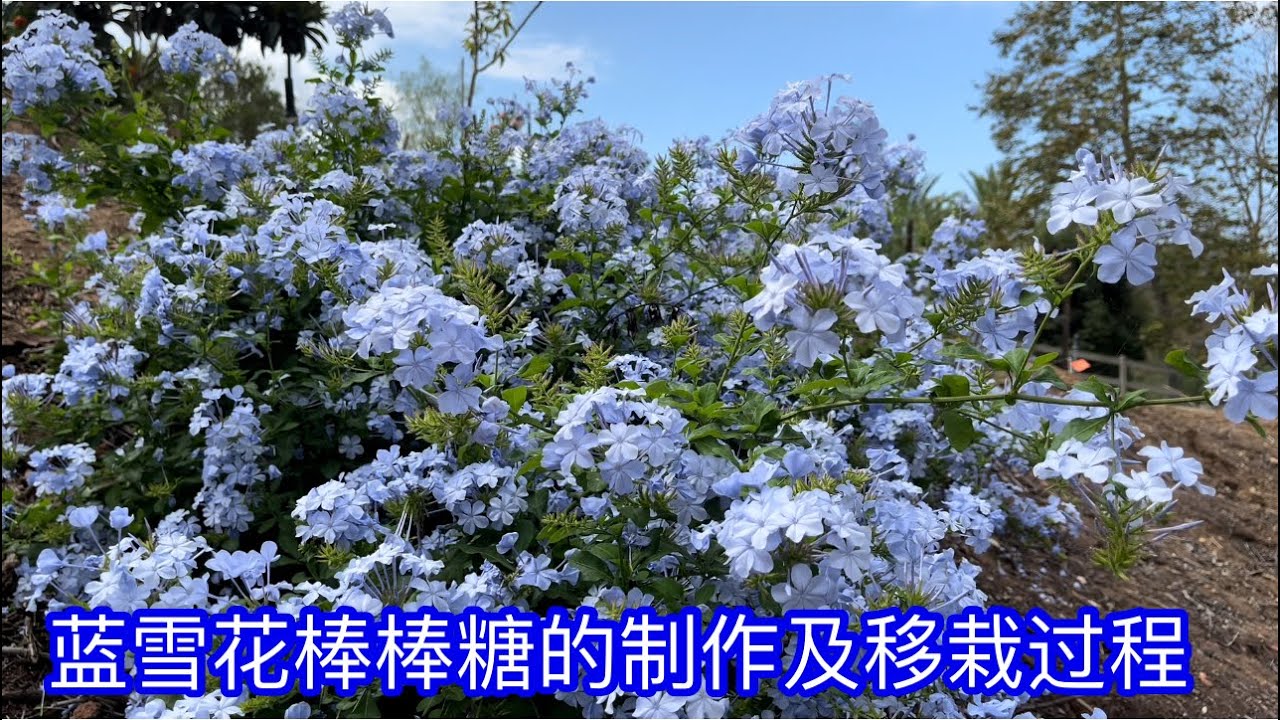蓝雪花棒棒糖的制作及移栽过程