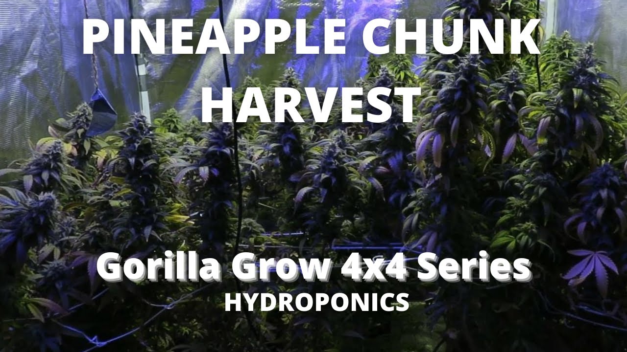 OGeez: Pineapple Chunk Harvest