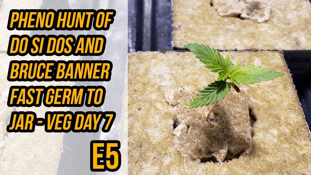 Pheno Hunt Do Si Dos And Bruce Banner FAST Germ To Jar - Veg Day 7 - E5