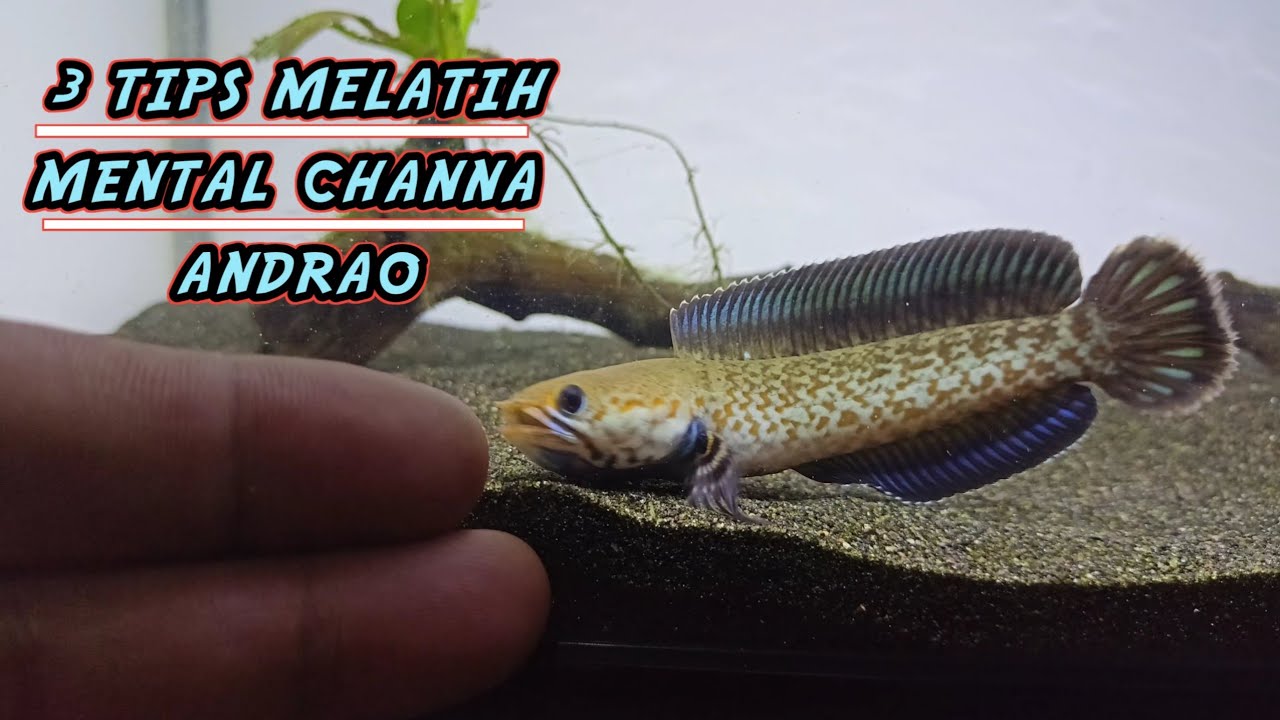 Cara melatih mental channa andrao
