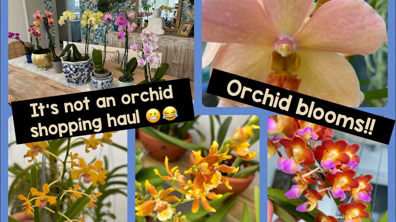 Not another Orchid Shopping Haul!! What’s in bloom!