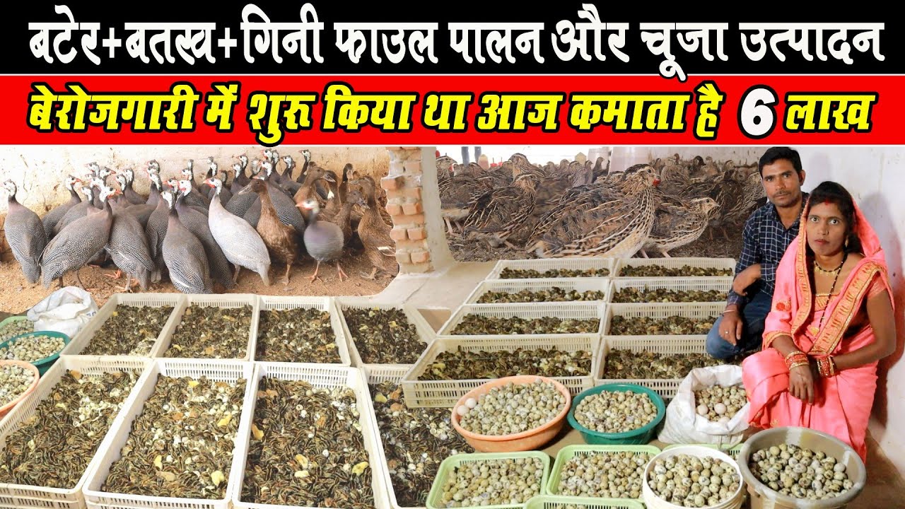 बटेर+बतख+गिनी पाऊल और चूजा उत्पादन ।Bater+Duck+Guineafowls Farming & chicks Production