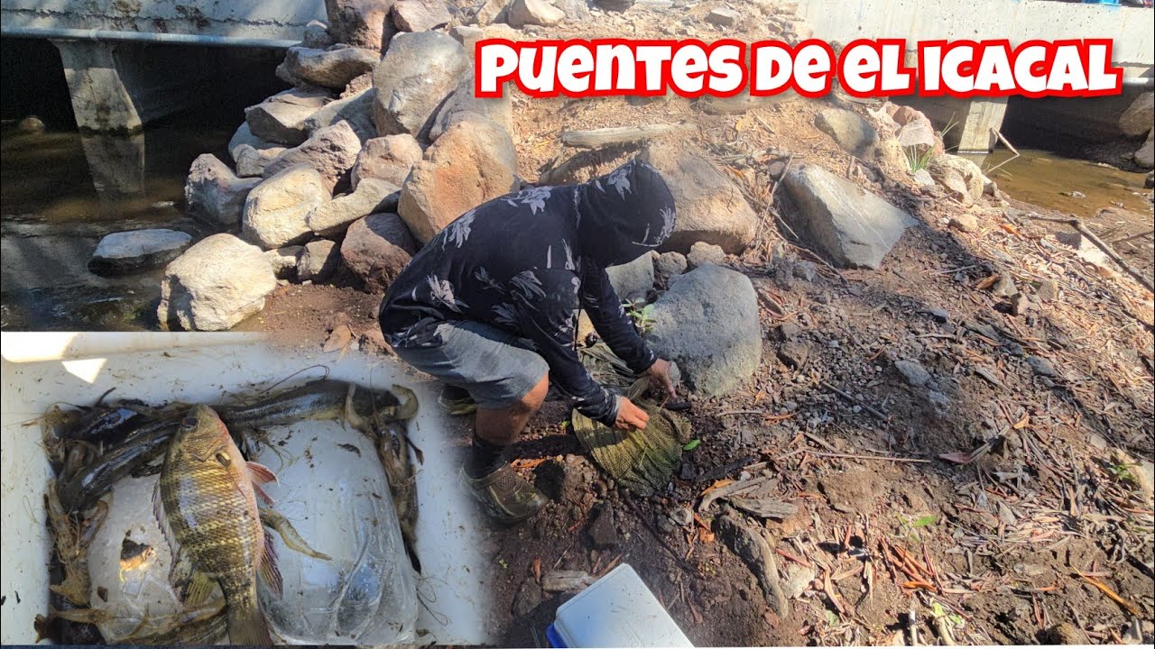 🛑pescando 🤩en los puentes de el icacal la unión (:aventuras intipuqueñas 503:)