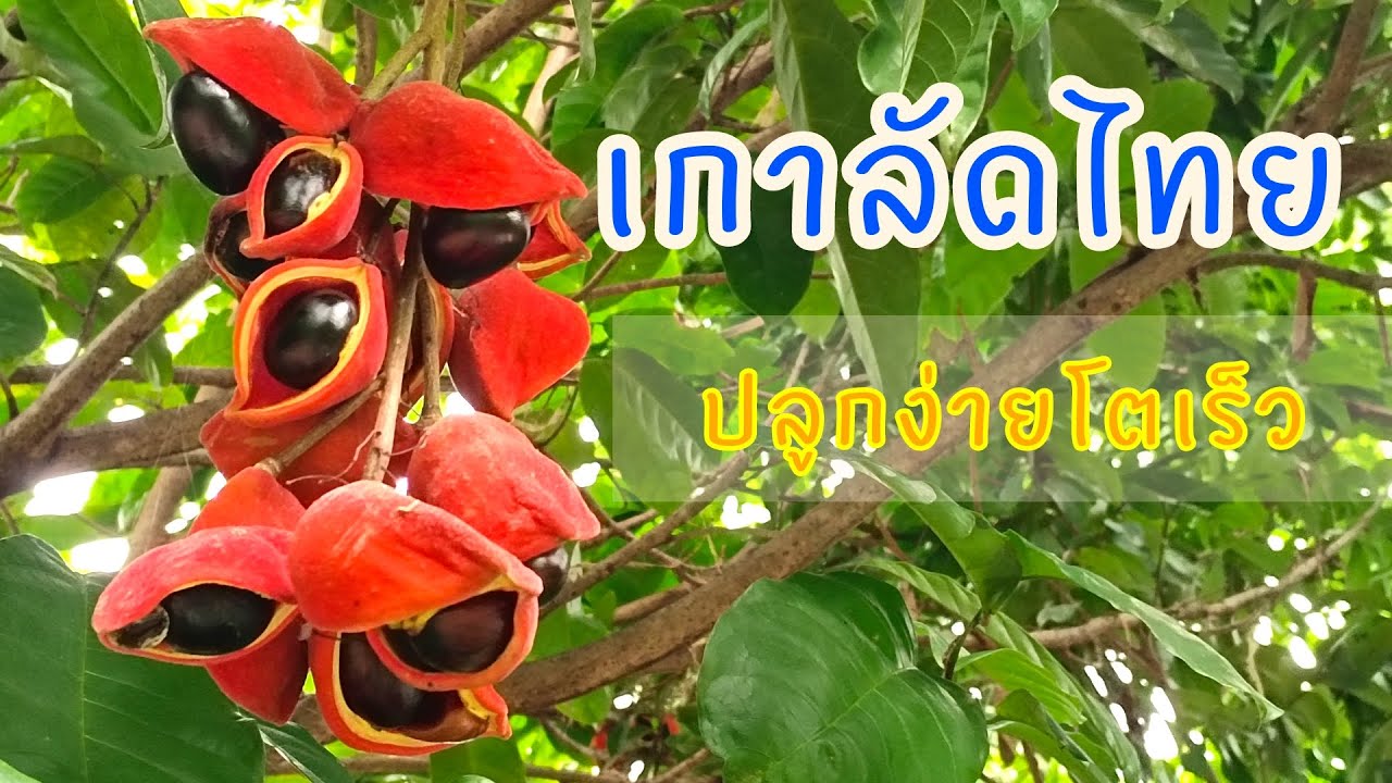 เกาลัดไทย ปลูกง่ายโตไว#สวนหลังบ้าน