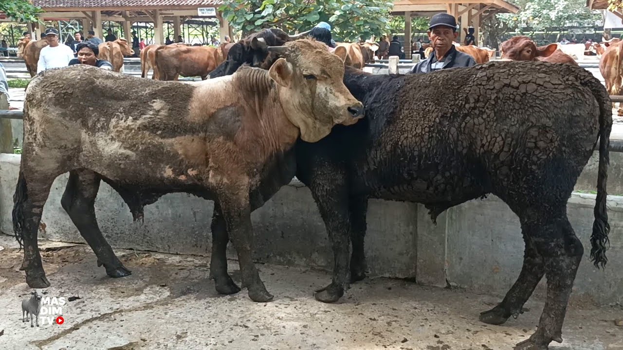 Sapi Sapi Original Gunung Kidul Ramaikan Pasar Sapi Ambarketawang Jogja !!