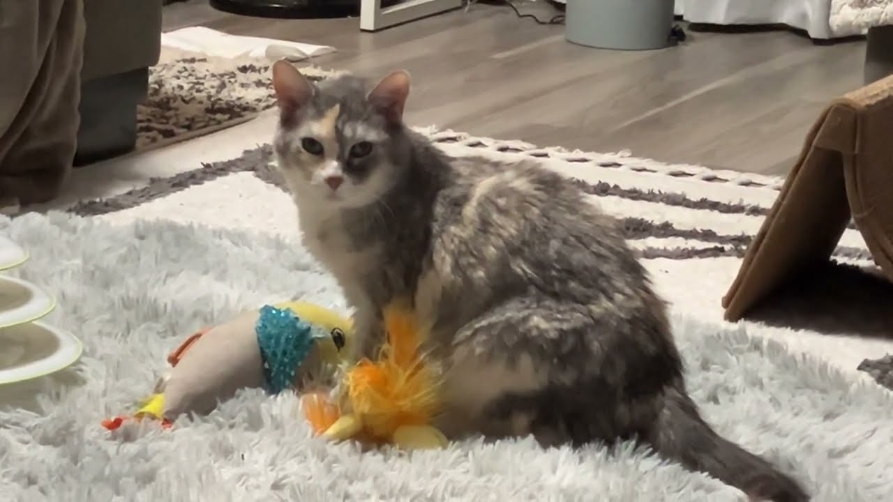 Senior #Kitty Caramel .. still feisty … and #Kitten Clementine Playtime 😻