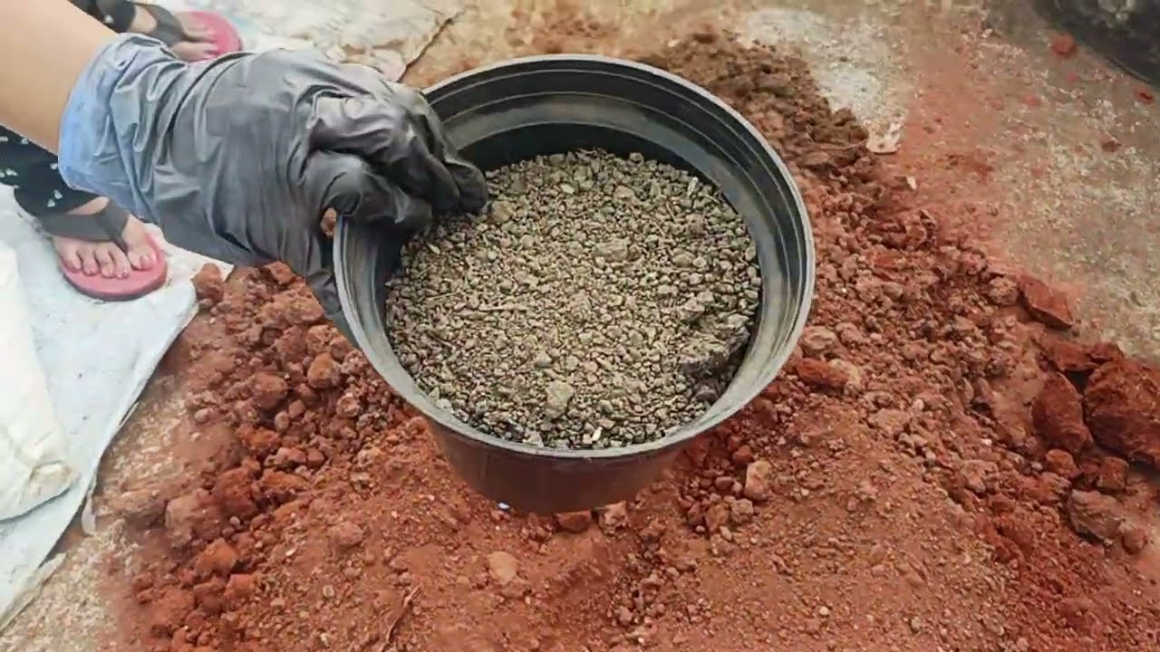Healthy Plants Secret | Matti Preparation Tips | Home Gardening Telugu Matti Preparation
