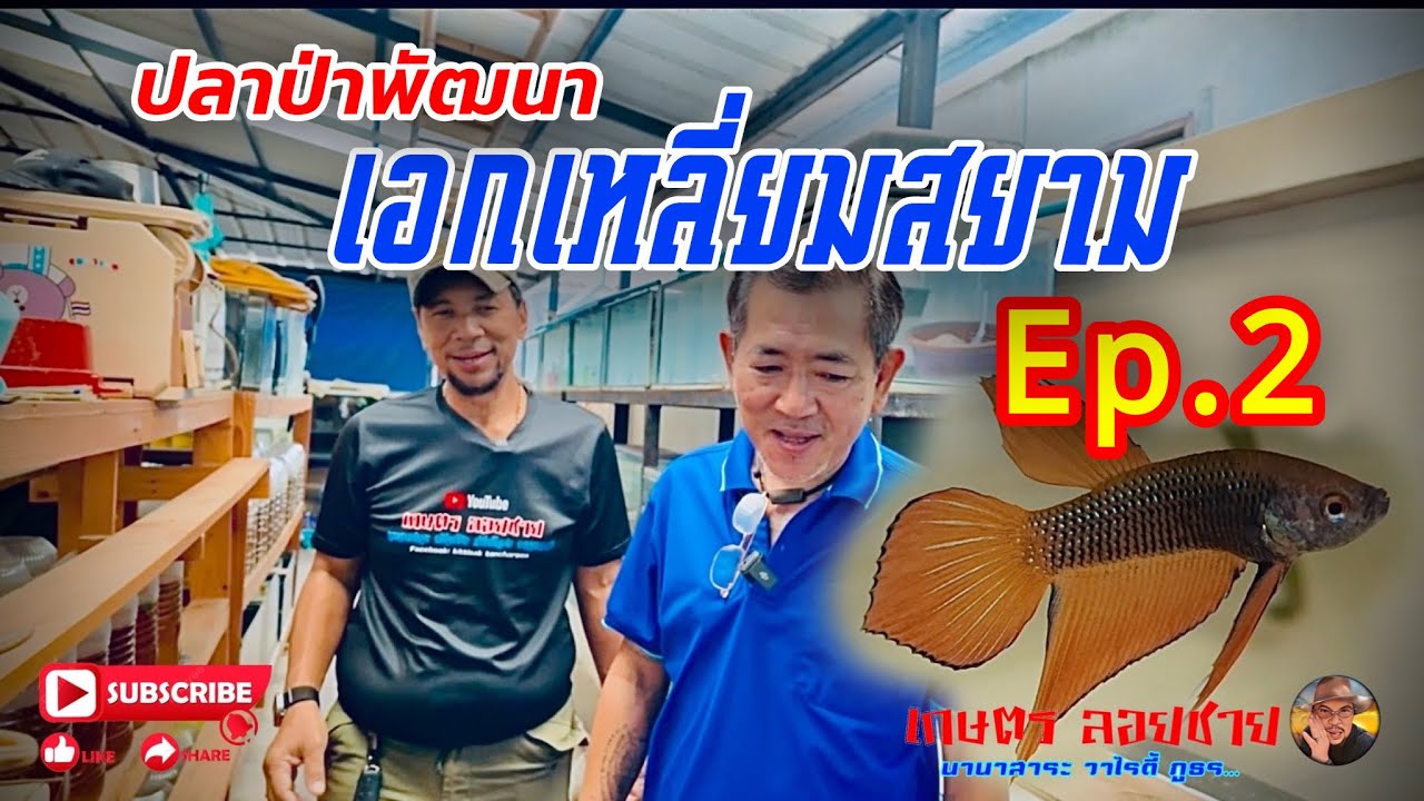 บุกคลังปลาป่าพัฒนา เอกเหลี่ยมสยาม Ep.2 @PongLoychai 