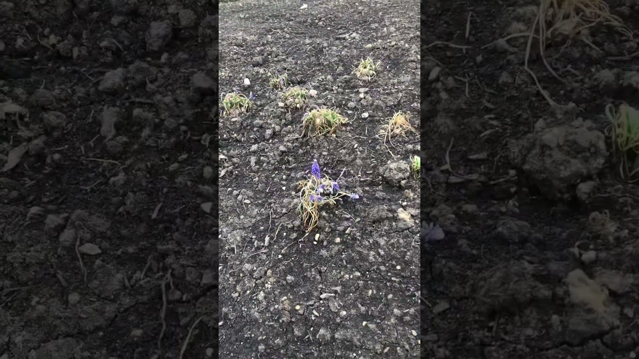 Spring planting of perennials - immediate results!      #perennials #allium #muscari