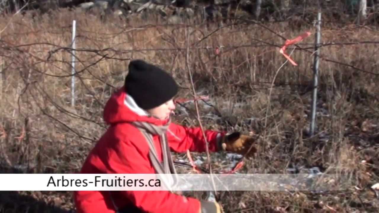 Comment taille une vigne à raisin