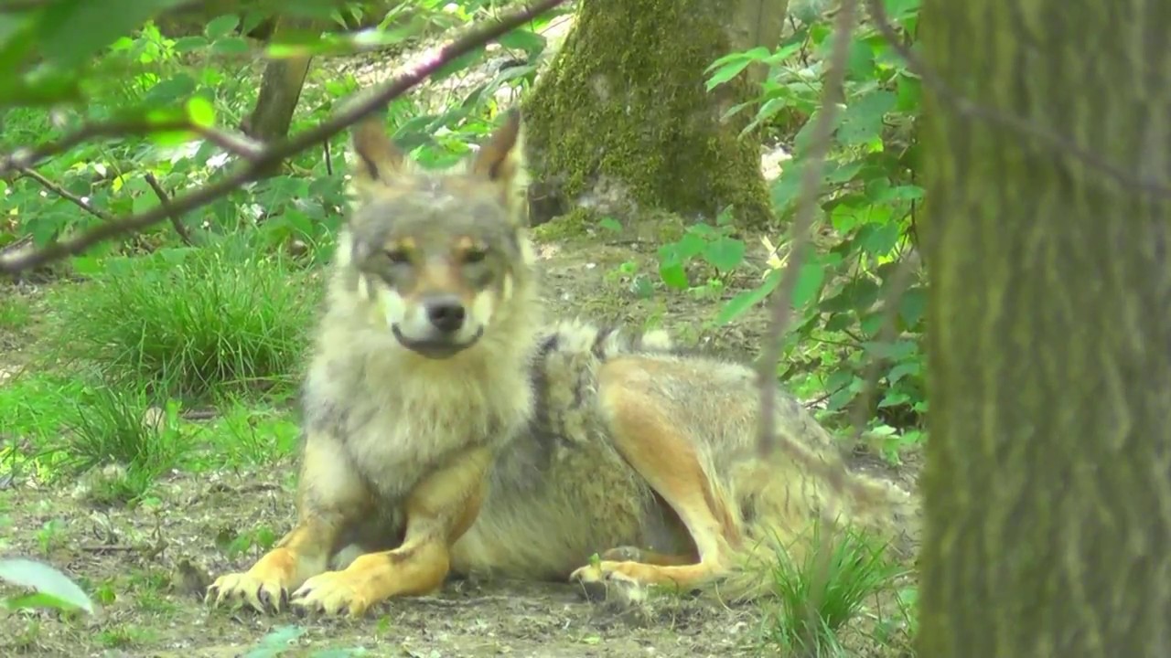 GERMANY zoo Anholter Schweiz (hd-video)