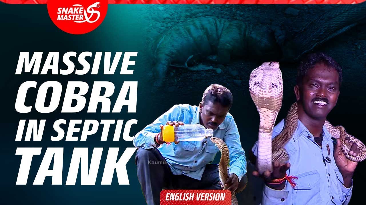 Эпизод 201 | Вава спасает трех кобр; самая большая из них извергает двух детенышей из джунглей.