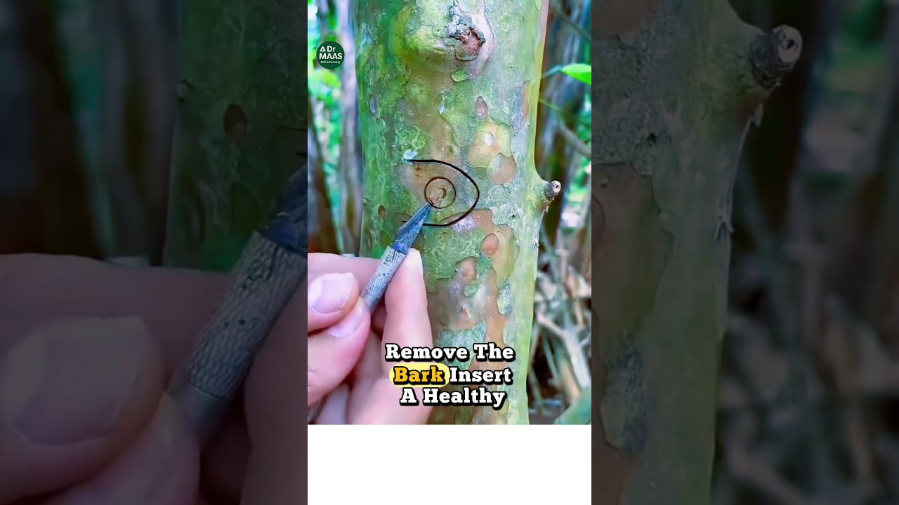 How to Graft Guava Trees Easily#Guava #Grafting #GardeningTips #FruitTrees  #TreeCare #Agriculture