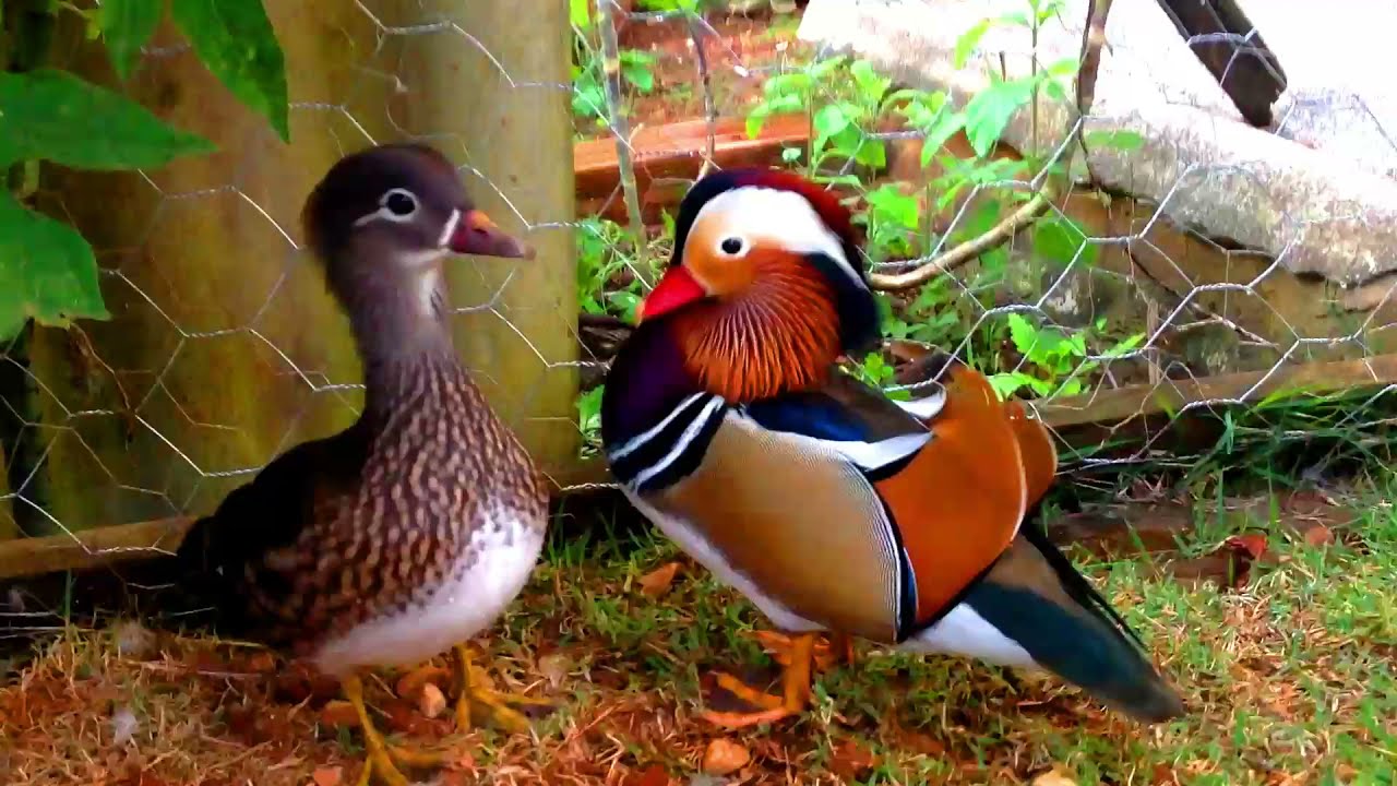 MARRECO MANDARIM CONQUISTANDO SUA COMPANHEIRA