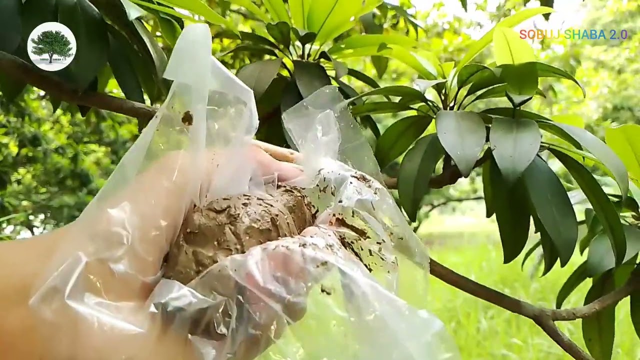 সফেদা  গাছে গুটি কলম করার সহজ পদ্ধতি। Safeda grafting technique