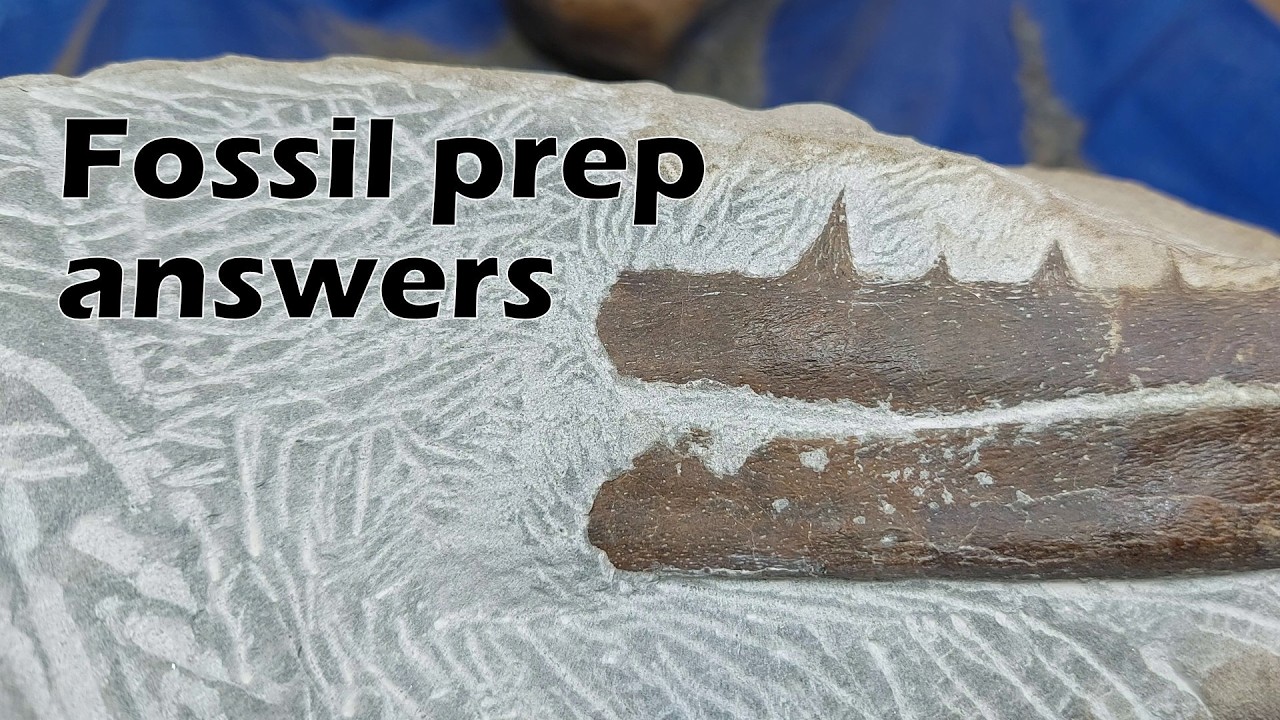 Fossil prep answers - I answer your questions