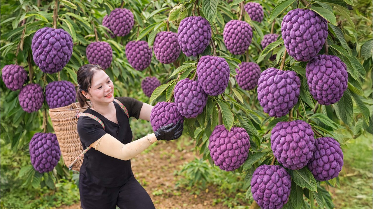 Harvesting Wild Custard Apples | World's Rarest Forest Fruit Found