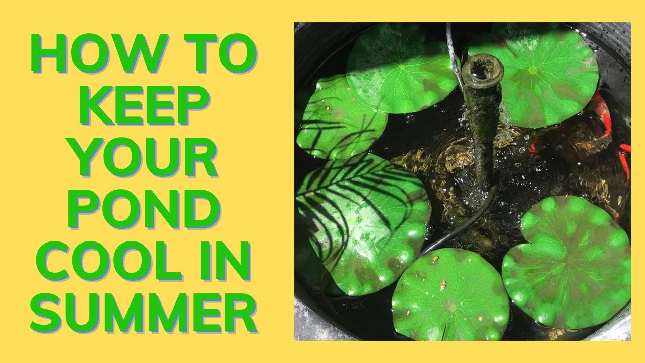 How To Keep Your Pond Cool in Summer