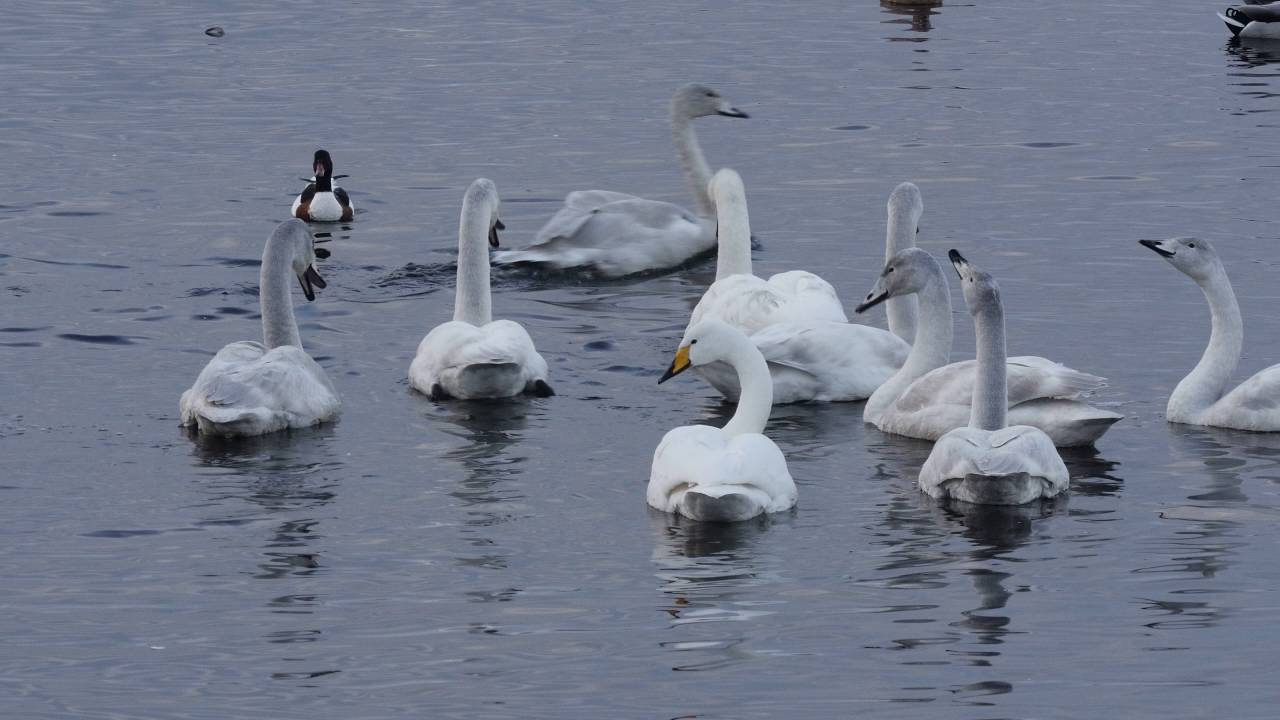 Whooper Swan Families At Martin Mere