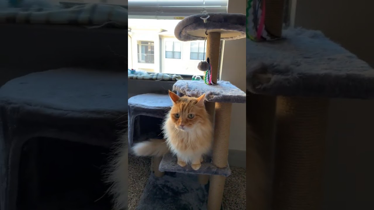 Want the Best Cat Tree for Your Kitty? #cattree #bestcat