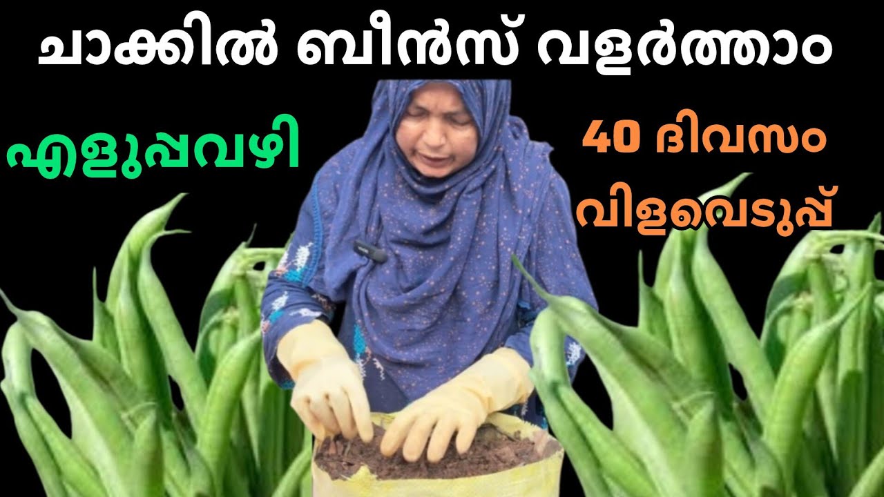 നമ്മുടെ അടുക്കളത്തോട്ടത്തിൽ ബീൻസ് ഇങ്ങനെ നട്ടാൽ 40 ദിവസം കൊണ്ട് വിളവെടുക്കാം 👌🏻