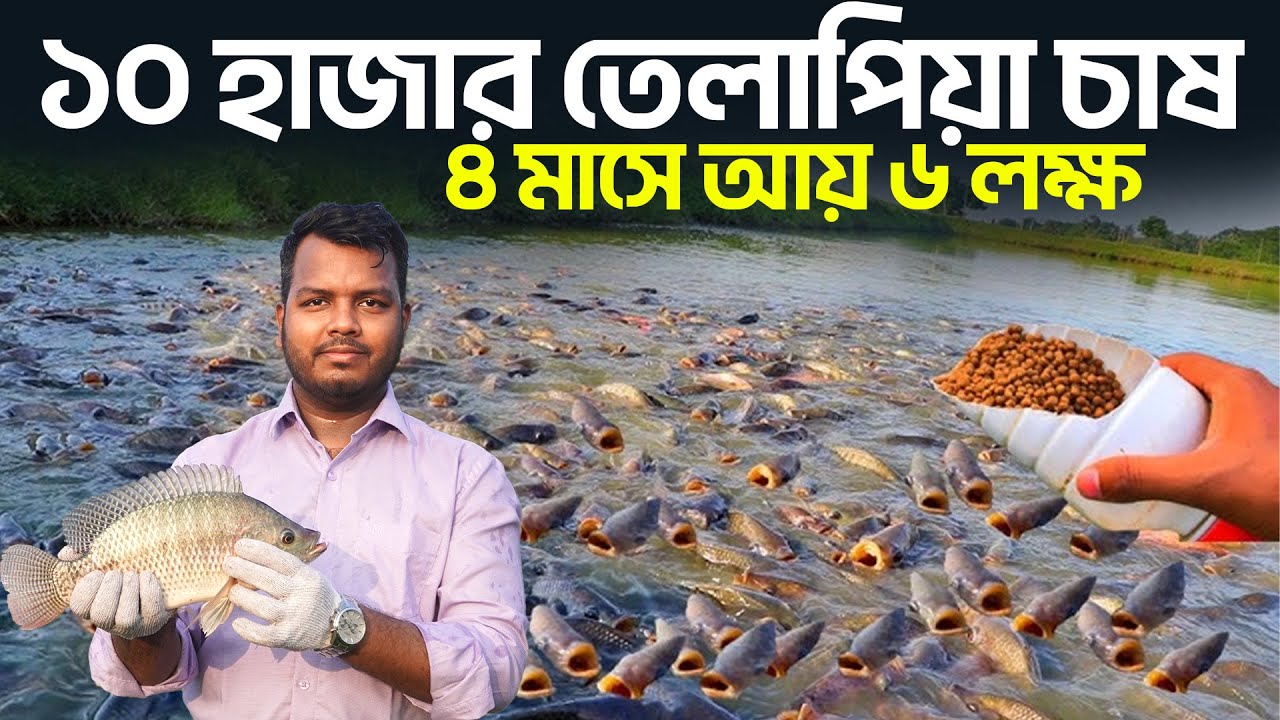 ১০ হাজার তেলাপিয়া চাষের আয়-ব্যয় || Shakib AGRO || মনোসেক্স তেলাপিয়া চাষ || Monosex Tilapia fish