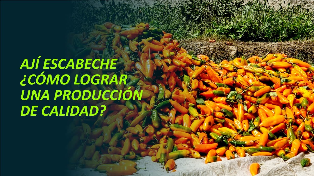 Ají Escabeche: Estrategia para producción abundantes y de calidad🌶️