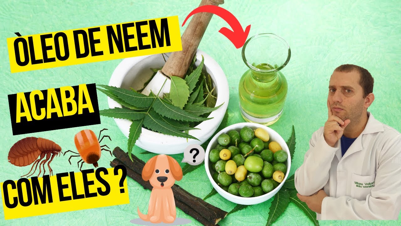 Óleo de neem acaba com carrapatos e pulgas nos cães  e no ambiente