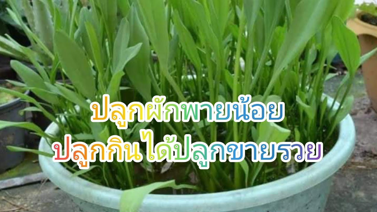 ผักพายน้อยปลูกกินได้ปลูกขายรวย #กอกิตเกษตรบ้านนา