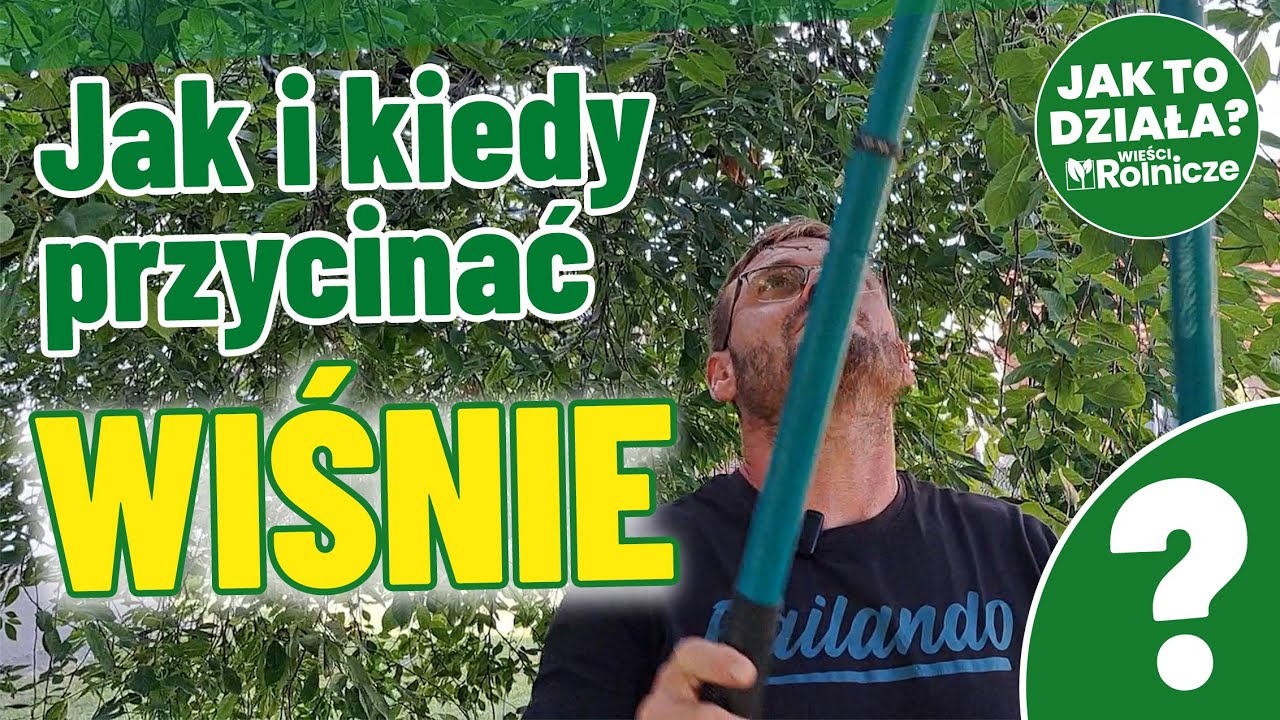Jak i kiedy przycinać wiśnie?