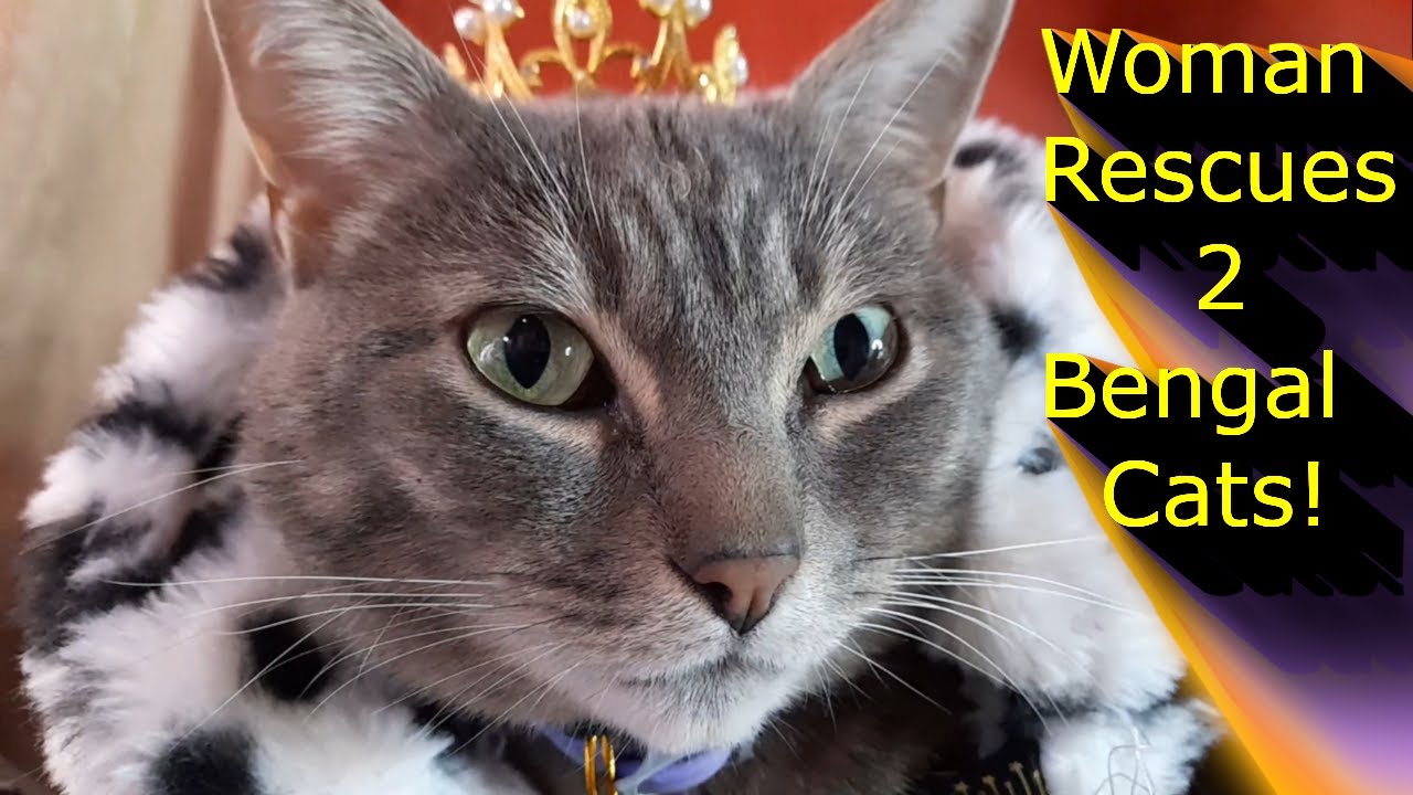 Woman Rescues 2 Bengal Cats!