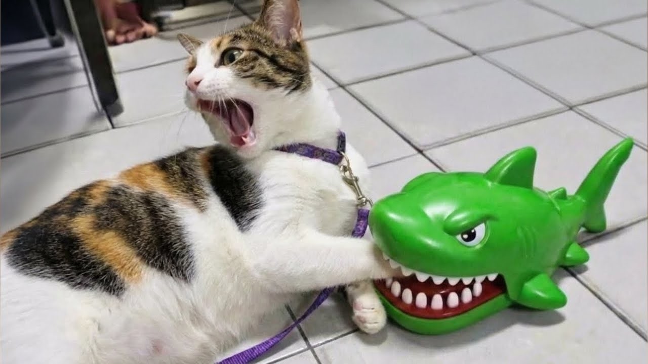 Try Not To Laugh 🍪 Funniest Cats & Dogs 😻 Funny Animals