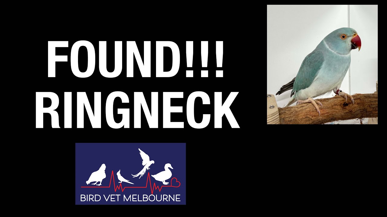 FOUND!!! Indian Ringneck.  See the reunite and the microchip!
