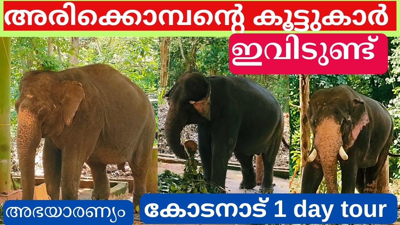 അരിക്കൊമ്പന്റെ കൂട്ടുകാർ ഇവിടുണ്ട്.   അഭയാരണ്യം കോടനാട് ആനത്താവളം..kodanad elephant training center.