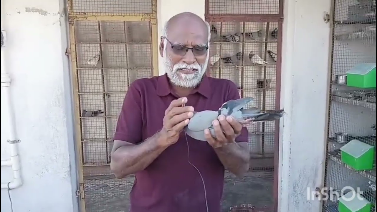 Pigeon drugs 💊  during racing by Pigeon love by Trichy shaik 