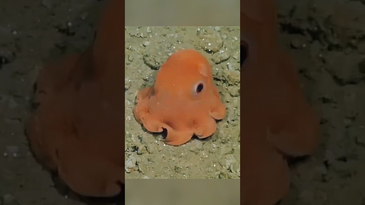 Dumbo Octopus 