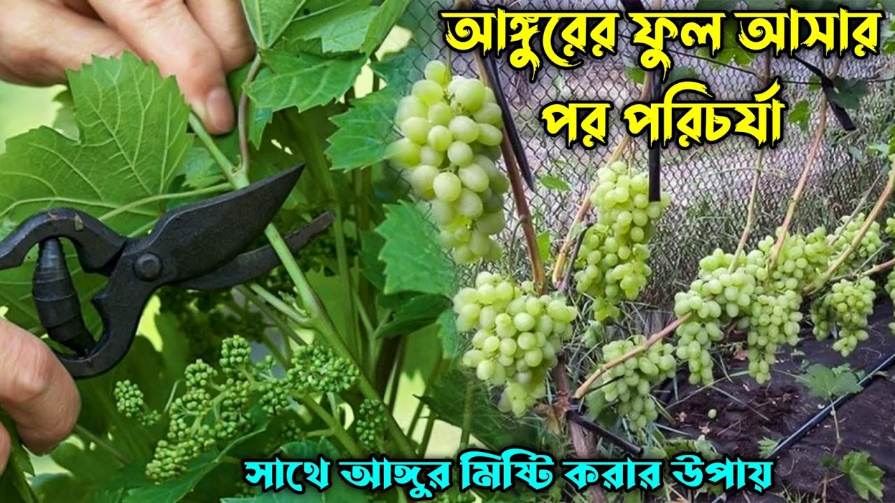 আঙ্গুরের ফলন হবে দ্বিগুণ মাত্র ২টি পরিচর্যায় | আঙ্গুর চাষ পদ্ধতি | আঙুর ফল চাষ